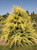 Cedrus deodara 'Gold Cone' - Deodar Cedar | Western Evergreen