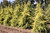 Cedrus deodara 'Gold Cone' - Deodar Cedar | Western Evergreen