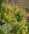 Pinus parviflora 'Goldilocks' - Japanese White Pine | Western Evergreen Pinus parviflora 'Goldilocks' - Japanese White Pine | Western Evergreen