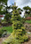 Pinus parviflora 'Goldilocks' - Japanese White Pine | Western Evergreen Pinus parviflora 'Goldilocks' - Japanese White Pine | Western Evergreen