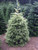 Abies nordmanniana 'Silver Del' - Nordmann Fir | Western Evergreen