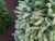 Abies nordmanniana 'Silver Del' - Nordmann Fir | Western Evergreen