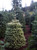 Abies nordmanniana 'Silver Del' - Nordmann Fir | Western Evergreen