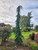 Chamaecyparis lawsoniana 'Filip's Tearful' - Lawson Cypress | Western Evergreen