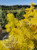 Abies concolor 'Spring Blaze' - White Fir | Western Evergreen