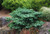 Abies amabilis 'Spreading Star' - Spreading Star Silver Fir | Western Evergreen