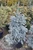 Picea pungens 'Baby Blue Eyes' - Colorado Spruce | Western Evergreen