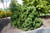 Pinus nigra 'Black Prince' - Austrian Pine | Western Evergreen