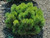 Pinus nigra 'Black Prince' - Austrian Pine | Western Evergreen