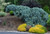 Picea pungens 'The Blues' - Colorado Spruce | Western Evergreen