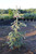 Picea engelmannii 'Blue Magoo'- Engelman Spruce | Western Evergreen