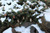 Picea abies 'Pauls Select'  -  Norway Spruce | Western Evergreen