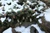 Picea abies 'Pusch' - Dwarf Norway Spruce | Western Evergreen