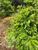 Picea abies 'Pusch' - Dwarf Norway Spruce | Western Evergreen