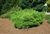 Pinus densiflora 'Jane Kluis' - Dwarf Japanese Red Pine | Western Evergreen