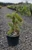 Pinus banksiana 'Uncle Fogy' - Jack Pine | Western Evergreen