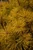 Pinus sylvestris 'Gold Coin' - Rare Scotch Pine | Western Evergreen