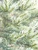 Pinus sylvestris 'Inverleith'- Scotch Pine | Western Evergreen