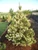 Pinus sylvestris 'Inverleith'- Scotch Pine | Western Evergreen