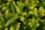 Abies koreana 'Aurea' - Korean Fir | Western Evergreen
