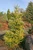 Abies koreana 'Aurea' - Korean Fir | Western Evergreen