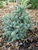 Abies pinsapo 'Horstmann' - Spanish Fir | Western Evergreen