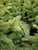 Picea pungens 'Irish Cream - Colorado Spruce | Western Evergreen