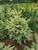 Picea pungens 'Irish Cream - Colorado Spruce | Western Evergreen