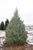 Abies nordmanniana 'Emerald Pyramid' (Kaiser's Compact)| Western Evergreen