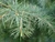 Cedrus deodara 'Electra Blue' - Deodar Cedar | Western Evergreen