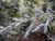 Cedrus deodara 'Karl Fuchs' - Deodar Cedar | Western Evergreen