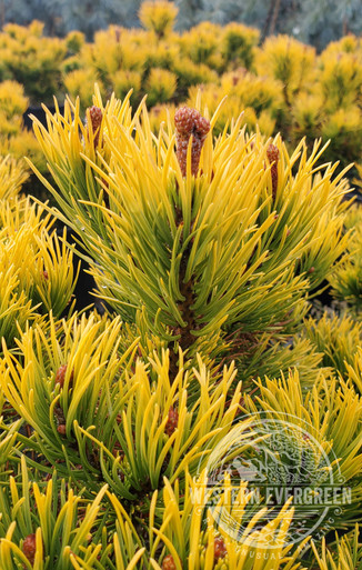 Pinus mugo 'Carsten's Wintergold' - Mugo Pine | Western Evergreen