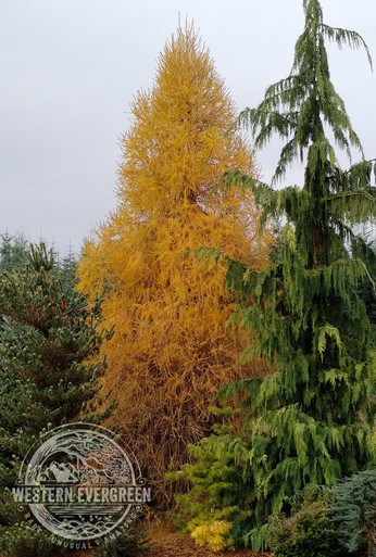 Larix decidua 'Cherry Valley' - European Larch | Western Evergreen