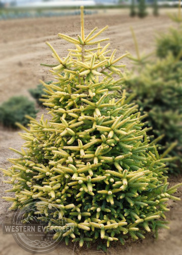 Abies pinsapo 'Aurea' - Spanish Fir | Western Evergreen