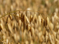 Oatstanding Sustainability: Honing in on the Humble Oat 