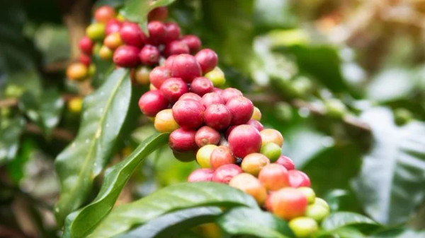Premium Beans from Colombia