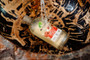 Moroccan Argan Oil Shampoo