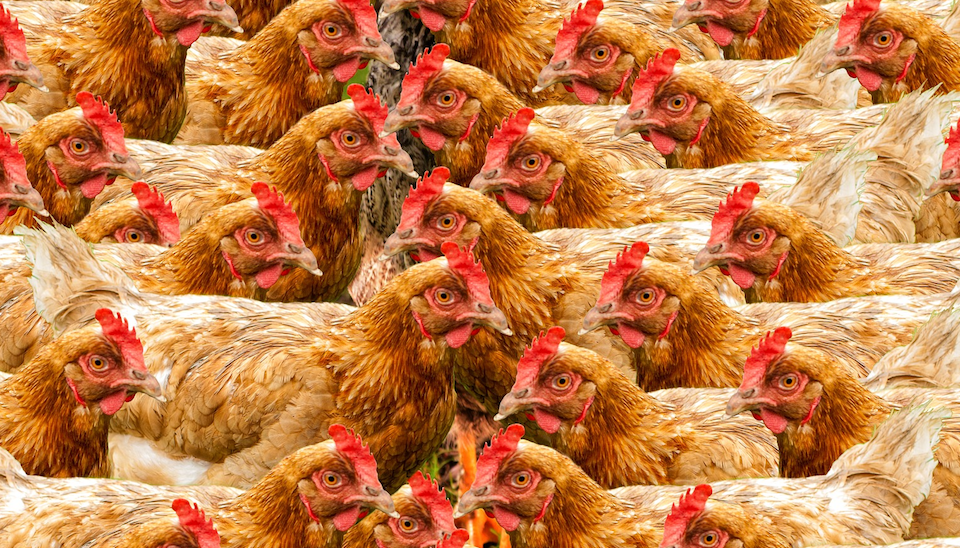 How to calculate chicken coop size DineAChook