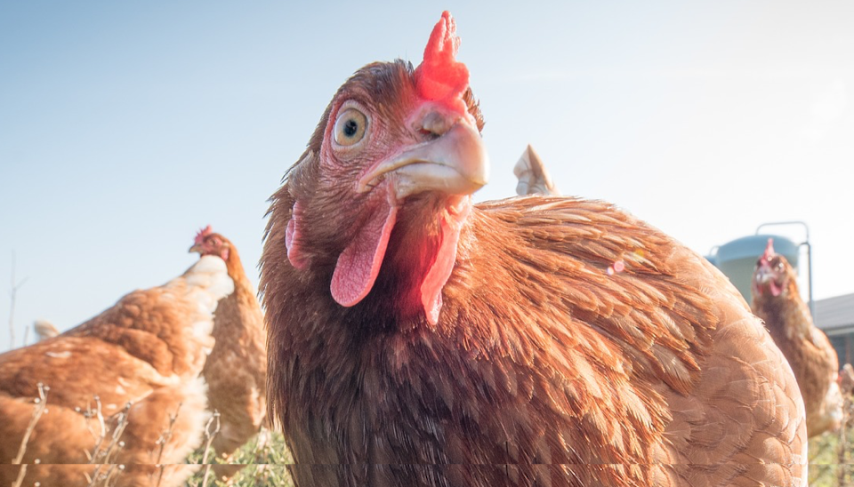 How to stop bullying when introducing new chickens to flock - Dine a Chook