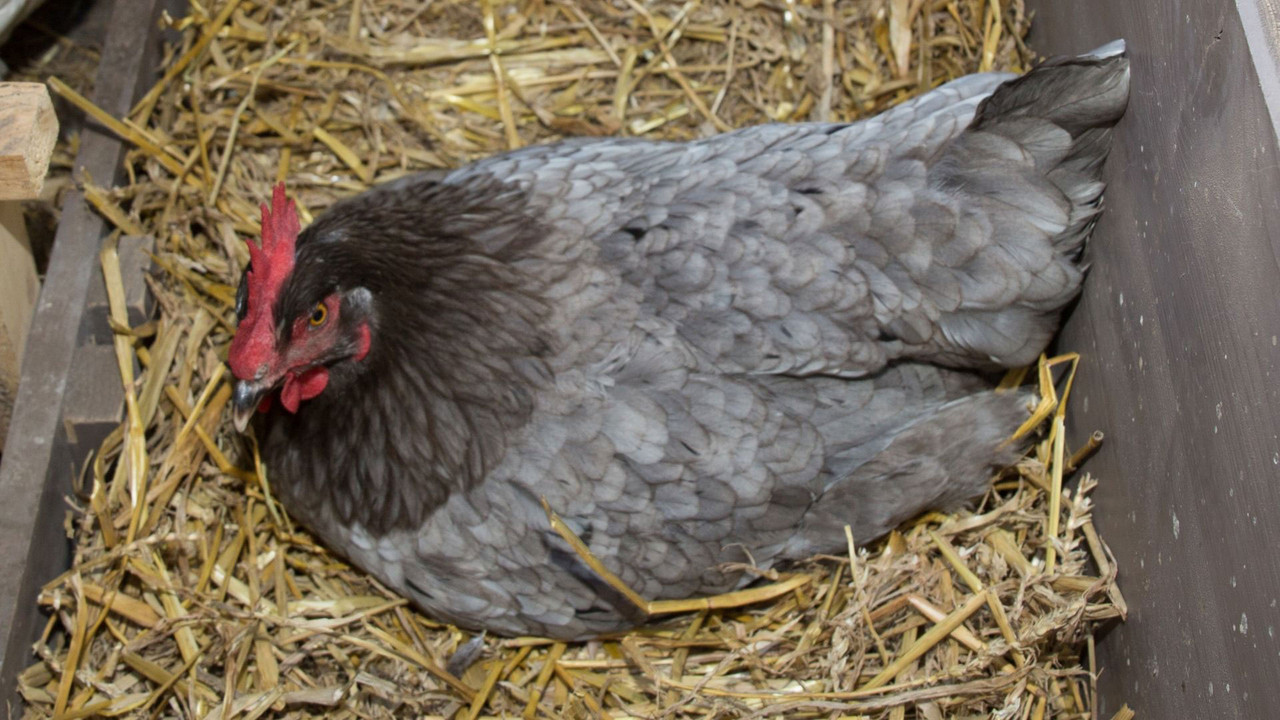What is a Broody Hen? What to do DineAChook
