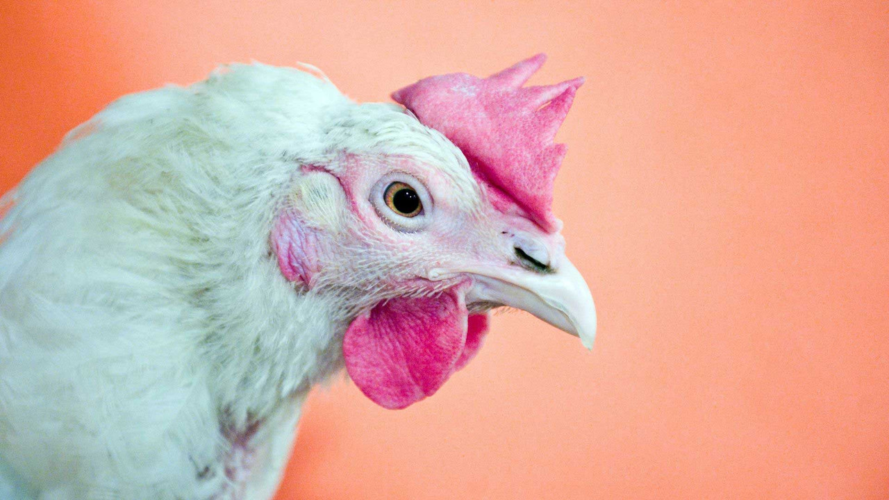 Top 9 ways to help stop chickens getting Salmonella DineAChook