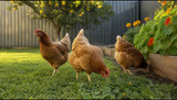 Do Chickens Eat Grass? What They Forage On