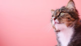 Are cats a threat to chickens?