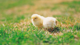 Top 21 Best Ever Chicken Jokes