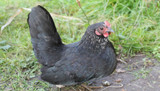 Bantam chickens