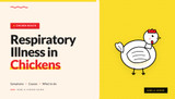 Respiratory Illness in Chickens: Symptoms, Causes & What To Do