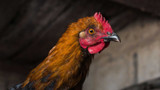 Botulism in chickens - Signs, Symptoms and Prevention