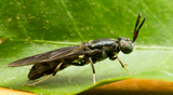 Black Soldier Fly Larvae for Chickens