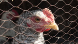 Quarantine pens for chickens