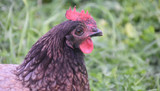 Calcium for Chickens - Recognise and Avoid Deficiencies